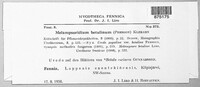 Melampsoridium betulinum image
